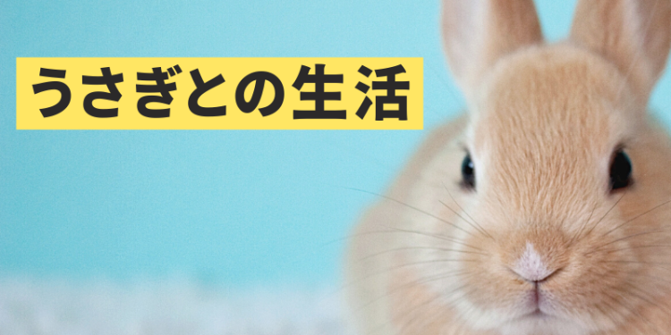 うさぎとの生活